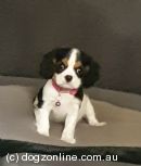 Cavalier King Charles Spaniel for sale by HEELBANK