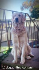 Golden Retriever for sale by HUNTERTRIEVR