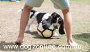 Basset Hound for sale by IHOUNDLOVE