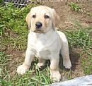 Labrador Retriever for sale by INAVIKKENNELS