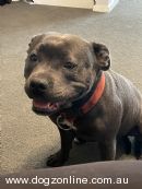 Staffordshire Bull Terrier for sale by INDIGOAURORA