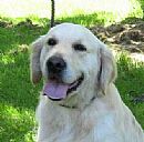 Golden Retriever for sale by ITZMAGIC