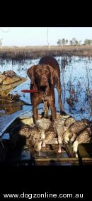 German Shorthaired Pointer for sale by JAGDSAISON