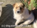 Jack Russell Terrier for sale by JAKLARRJETS