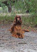 Irish Setter for sale by JASPEREL