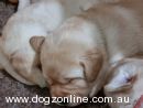 Labrador Retriever for sale by JAYTEAJAZ