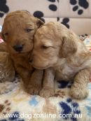 Poodle (Toy) for sale by JENROVI