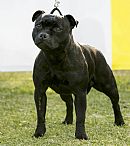 Staffordshire Bull Terrier for sale by JODEN
