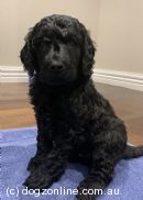 Poodle (Standard) for sale by KALOF 