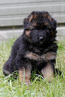 German Shepherd Dog (Long Stock Coat) for sale by KAMUNYAK