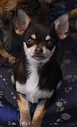 Chihuahua (Smooth Coat) for sale by KAREN12
