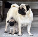 Pug for sale by KINLOU