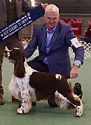 English Springer Spaniel for sale by KINSHERAN
