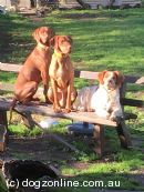 Hungarian Vizsla for sale by KM5150