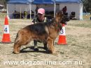 German Shepherd Dog (Long Stock Coat) for sale by BOSSRYAN