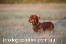 Dachshund (Miniature Smooth Haired) for sale by LAURIE827