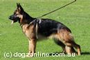 German Shepherd Dog for sale by LEITHHEAD20