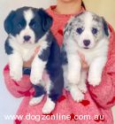Welsh Corgi (Cardigan) for sale by LICHUANS
