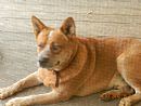 Australian Cattle Dog for sale by LONGRIDGE