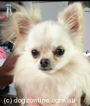 Chihuahua (Long Coat) for sale by LUZONCHEE