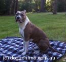 American Staffordshire Terrier for sale by LYKANLEGACY