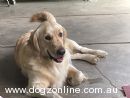 Golden Retriever for sale by MADARIGOLD