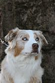 Australian Shepherd for sale by MAHTEEK