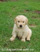 Golden Retriever for sale by MARADA