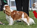 Cavalier King Charles Spaniel for sale by MARCAVAN