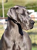 Great Dane for sale by MATISSEALASKAMAL