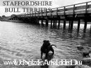 Staffordshire Bull Terrier for sale by MICHELLEMOLONEY2