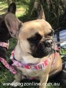 French Bulldog for sale by MONCHERI