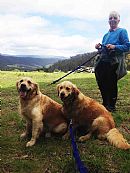 Golden Retriever for sale by MURUK