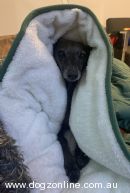 Italian Greyhound for sale by MYSIRIUS
