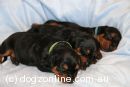 German Pinscher for sale by NEWASGARD
