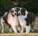 Australian Shepherd for sale by PARKEYRE