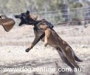 Belgian Shepherd Dog (Malinois) for sale by PATRIOTKENNELS