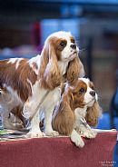 Cavalier King Charles Spaniel for sale by PAULDUNSFOLD