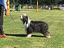 Bearded Collie for sale by PAULDUNSFOLD
