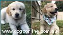 Golden Retriever for sale by PAWSOFGOLD