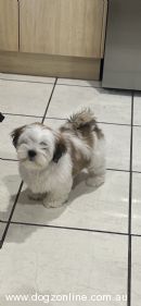 Lhasa Apso for sale by PEARLUXIS