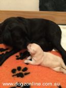 Labrador Retriever for sale by PEGGIE
