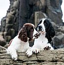 English Springer Spaniel for sale by PERKISSK