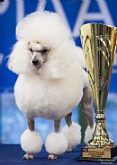 Poodle (Toy) for sale by TIKIMI