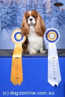 Cavalier King Charles Spaniel for sale by TIKIMI