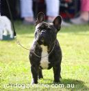French Bulldog for sale by PINKJAZZ