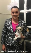 Chihuahua (Long Coat) for sale by PUPARAZZI