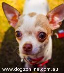 Chihuahua (Smooth Coat) for sale by PUPARAZZI