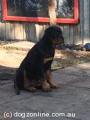 Rottweiler for sale by REVANGE