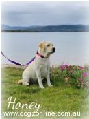 Labrador Retriever for sale by RUBICONGOLD